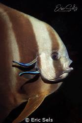 A Batfish has its gills cleaned by Eric Sels 